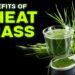 Is Wheatgrass Really Health Benefits? A Dietitian Answers | Goodness Nature