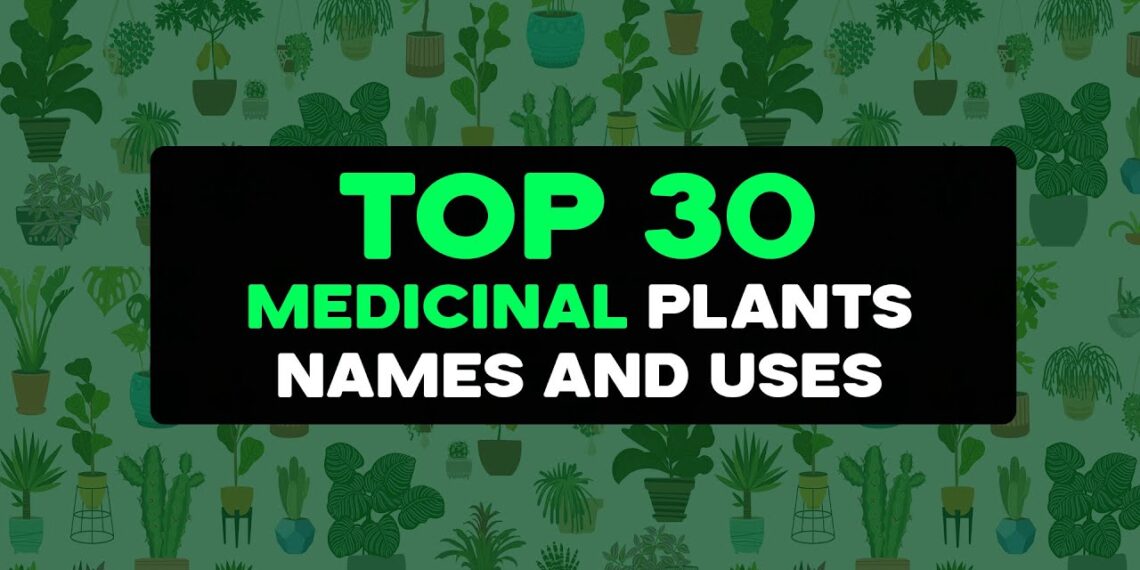 Nature’s Pharmacy: Top 30 Medicinal Plants for Health and Wellness | Goodness Nature