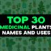 Nature’s Pharmacy: Top 30 Medicinal Plants for Health and Wellness | Goodness Nature