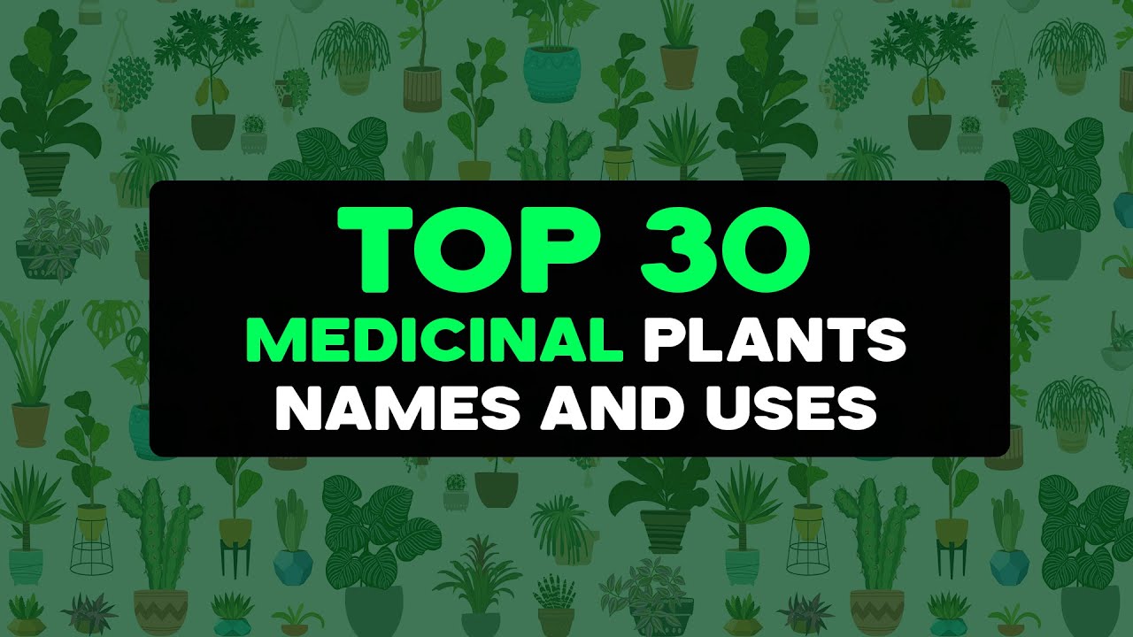 Nature’s Pharmacy: Top 30 Medicinal Plants for Health and Wellness | Goodness Nature