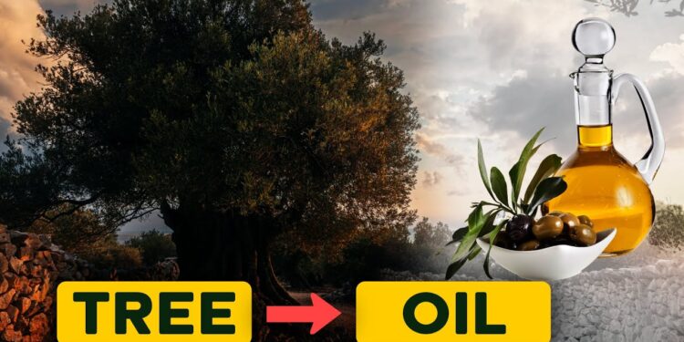 The Fascinating Journey of Olive Oil Production