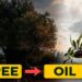 The Fascinating Journey of Olive Oil Production