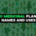 Explore Top 100 Medicinal Plants | Their Names, Uses, and Shocking Insights