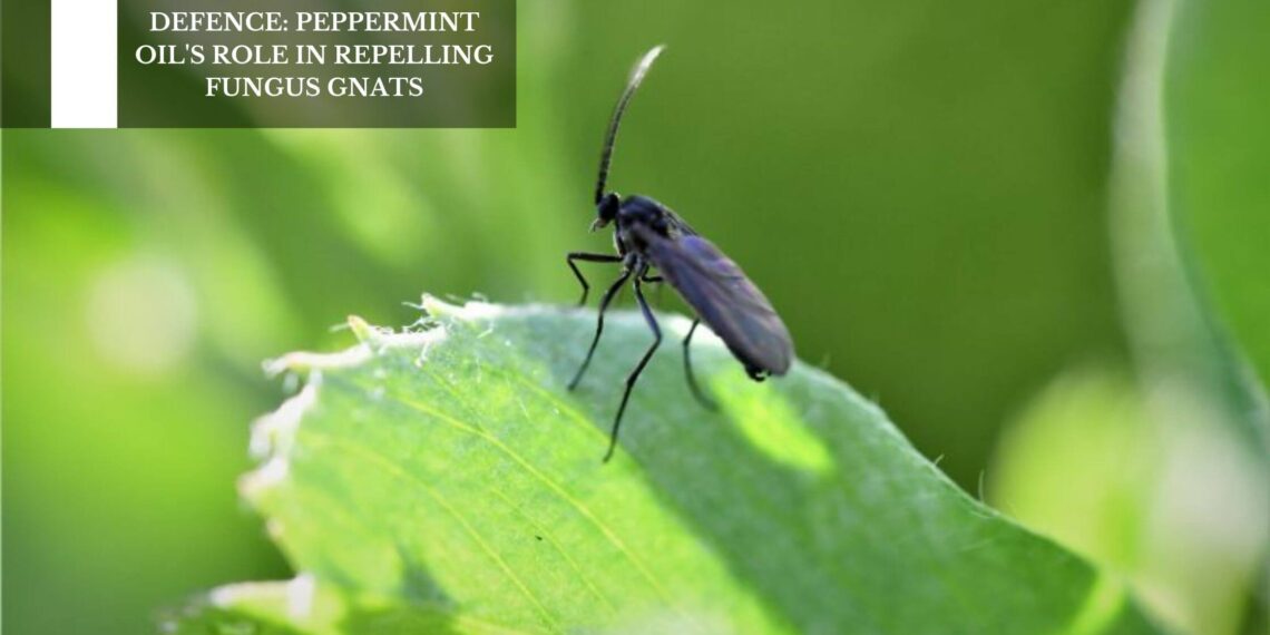Peppermint Oil’s Role In Repelling Fungus Gnats
– Moksha Lifestyle Products
