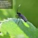 Peppermint Oil’s Role In Repelling Fungus Gnats
– Moksha Lifestyle Products