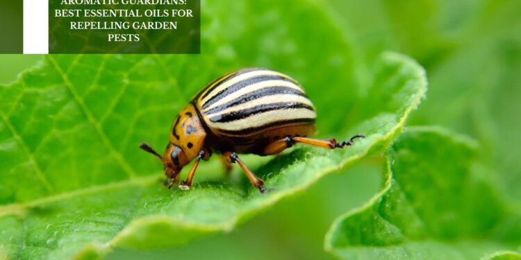 Best Essential Oils For Repelling Garden Pests
– Moksha Lifestyle Products