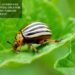 Best Essential Oils For Repelling Garden Pests
– Moksha Lifestyle Products