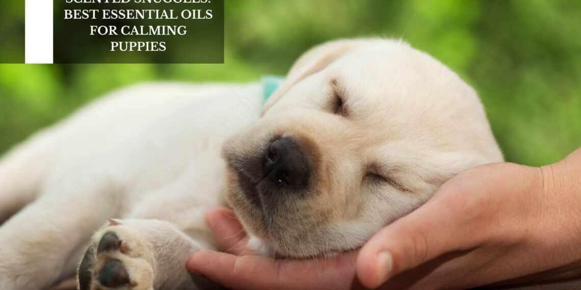 Best Essential Oils For Calming Puppies
– Moksha Lifestyle Products