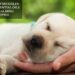 Best Essential Oils For Calming Puppies
– Moksha Lifestyle Products