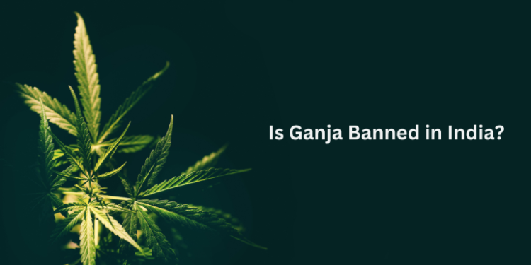 Is Ganja Banned in India? Legal Insights– The Trost