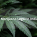 Is Marijuana Legal in India?