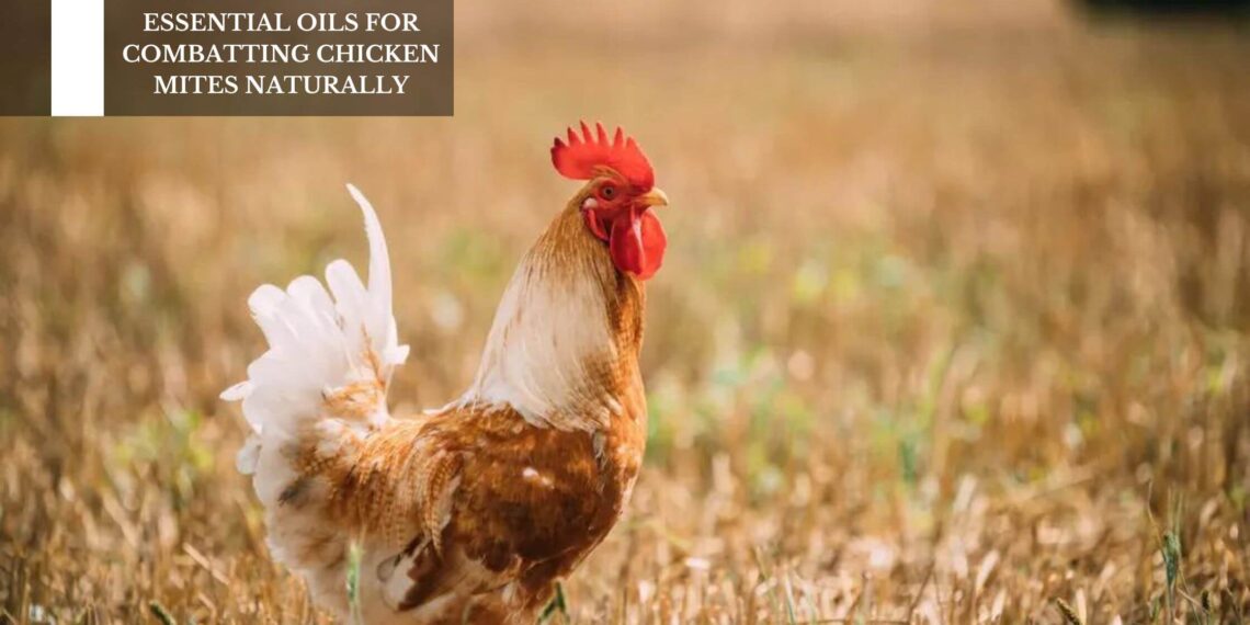Essential Oils For Combatting Chicken Mites Naturally
– Moksha Lifestyle Products
