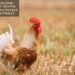 Essential Oils For Combatting Chicken Mites Naturally
– Moksha Lifestyle Products