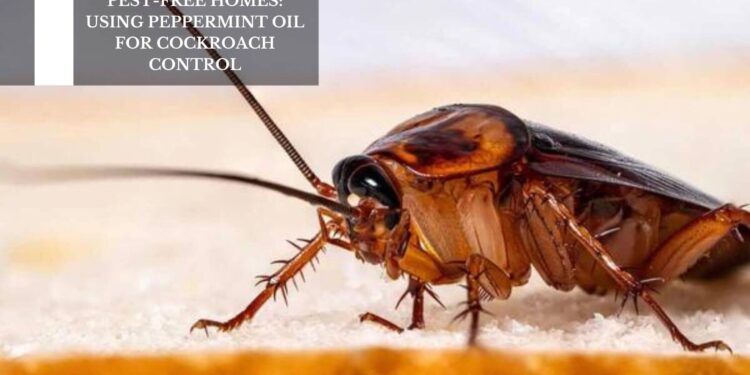Using Peppermint Oil For Cockroach Control
– Moksha Lifestyle Products