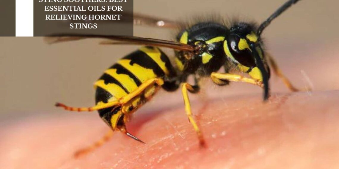 Best Essential Oils For Relieving Hornet Stings
– Moksha Lifestyle Products