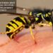 Best Essential Oils For Relieving Hornet Stings
– Moksha Lifestyle Products