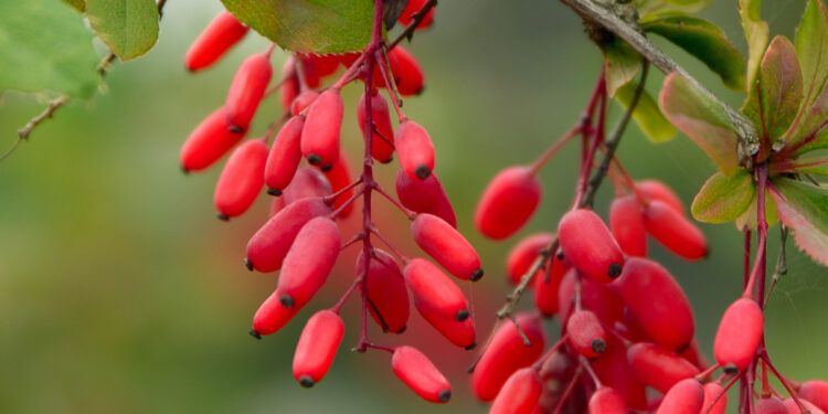 Berberine and Fertility Support for Women with PCOS