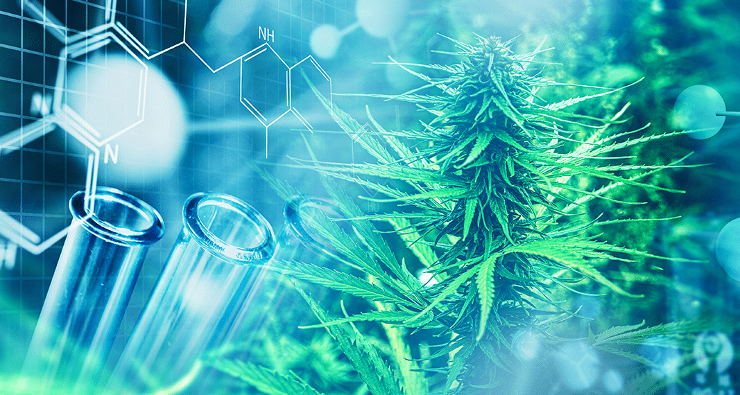 The Cannabis Cancer Connection | Project CBD