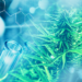 The Cannabis Cancer Connection | Project CBD