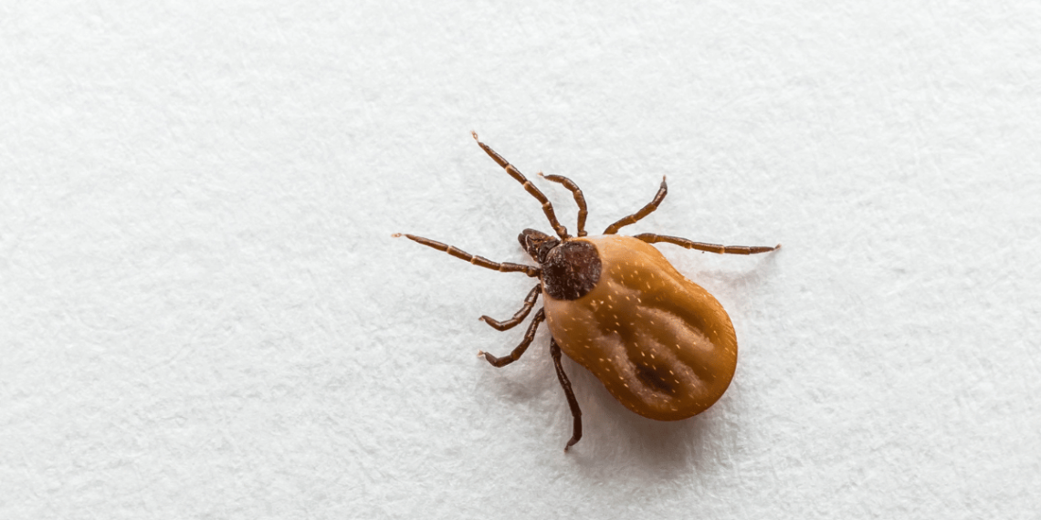 Tick Bites: Prevention and Safe Removal