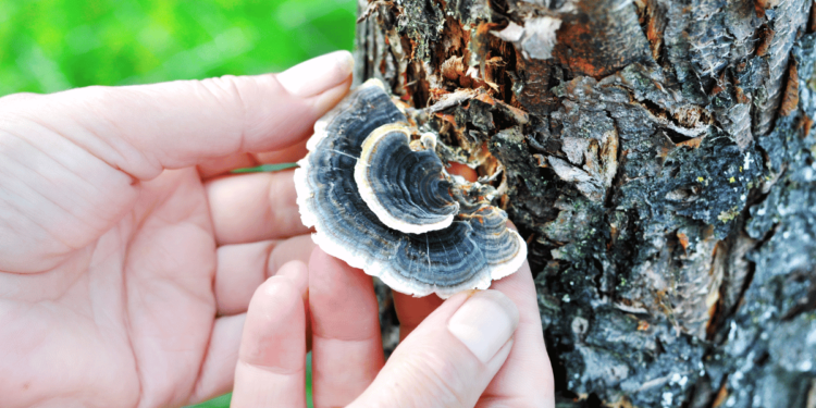 Turkey Tail Mushrooms (and Why To Try Them)
