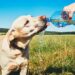 Five ways you and your dog can stay healthy together