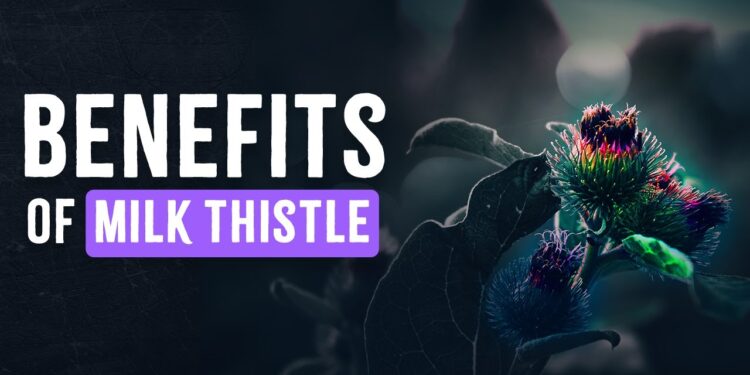 Unlocking the Secrets of Milk Thistle: Discover Majestic Benefits!