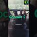 Nail Fungus Solutions Garlic, Coconut Oil, and Oregano Power! by Goodness Nature