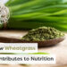 5 Research-Backed Benefits of Wheatgrass [2024, Researched]