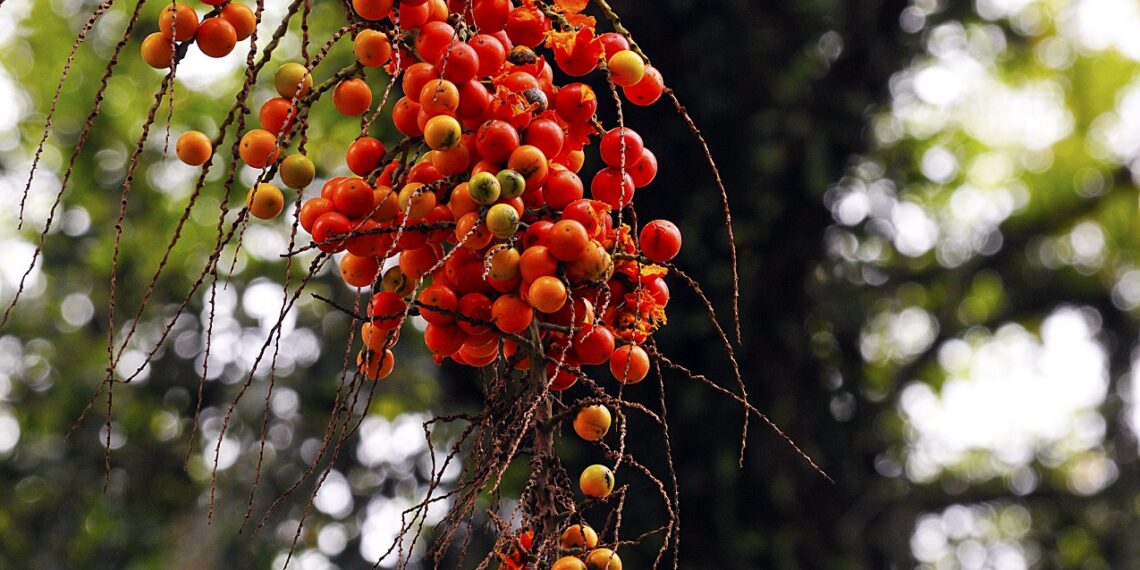 All parts of Jerivá fruit show promise as “superfood” ingredients