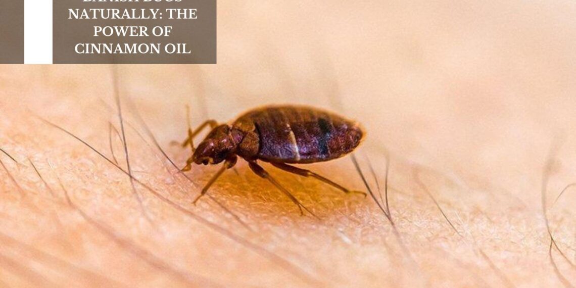 The Power Of Cinnamon Oil
– Moksha Lifestyle Products