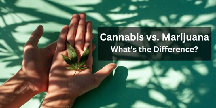 Cannabis vs. Marijuana: What’s the Difference?
