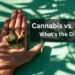 Cannabis vs. Marijuana: What’s the Difference?