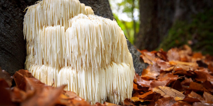 Lion’s mane spores 450% Google search growth