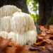 Lion’s mane spores 450% Google search growth