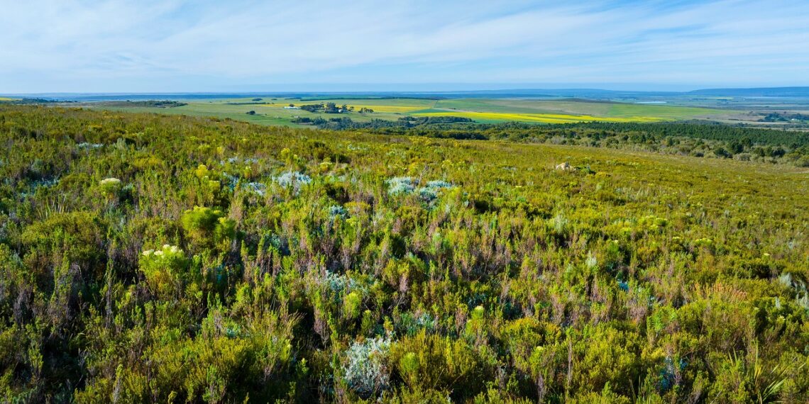 Nektium secures first BioTrade permit to bring honeybush to European market