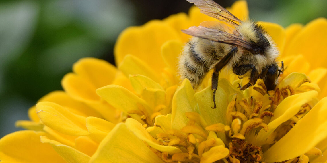 Glucose Oxidase: How to Lower Blood Sugar Naturally