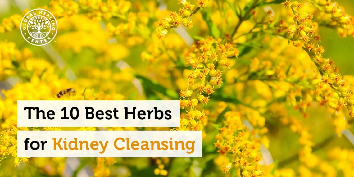 The 10 Best Herbs for Kidney Cleansing