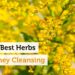 The 10 Best Herbs for Kidney Cleansing