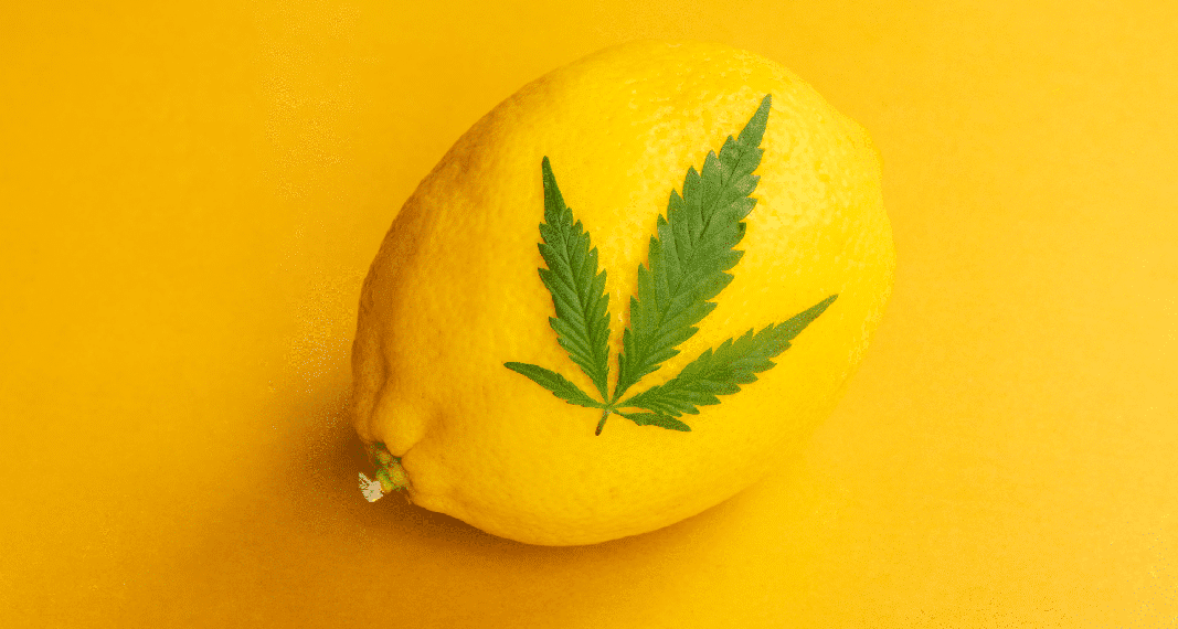 Which Terpenes Enhance the Cannabis High?