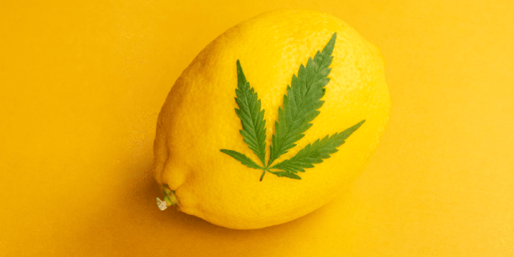Which Terpenes Enhance the Cannabis High?
