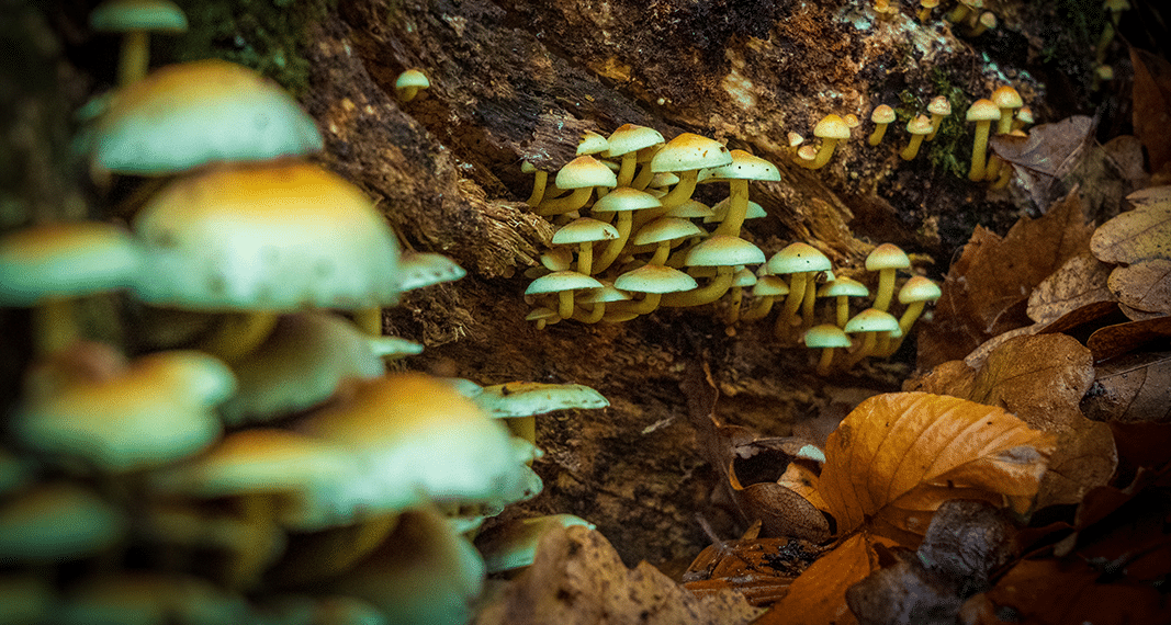 Psychedelic Research Potpourri | Project CBD