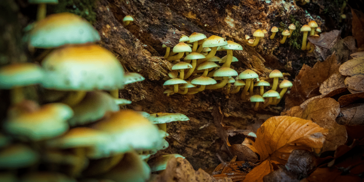 Psychedelic Research Potpourri | Project CBD