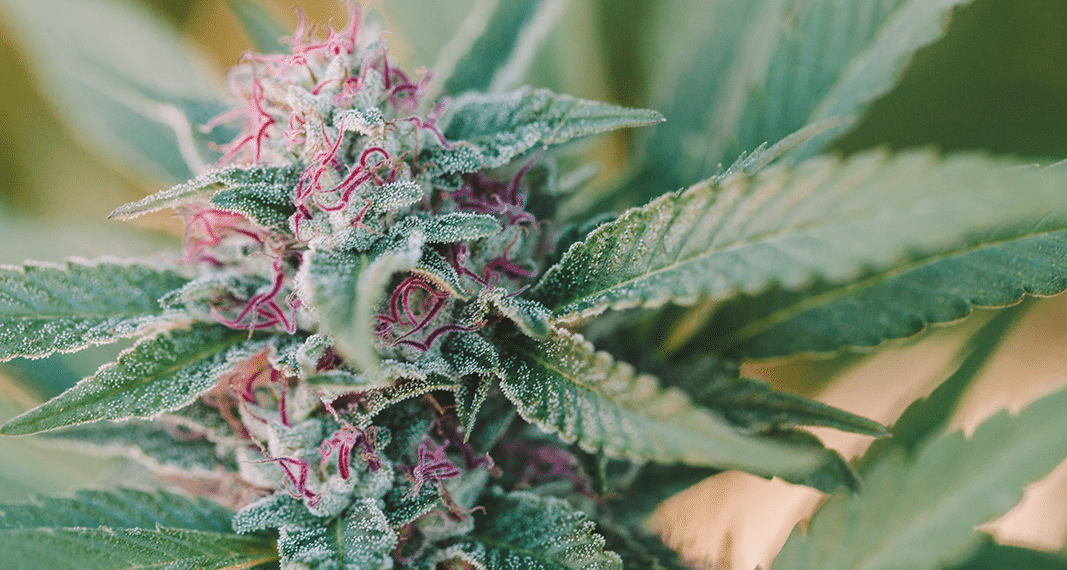 The Plant, the Whole Plant & Nothing But the Plant