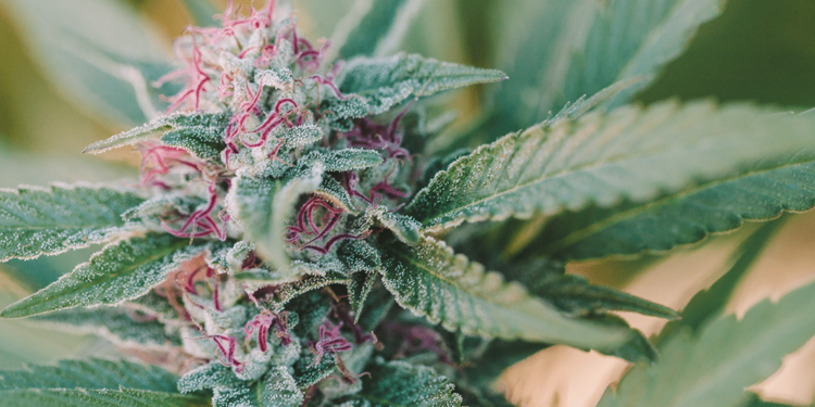 The Plant, the Whole Plant & Nothing But the Plant