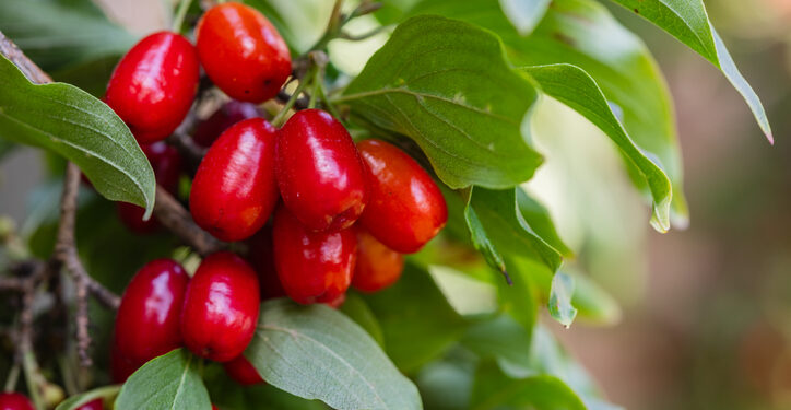 Cornelian cherry improves cardiometabolic outcomes: Study
