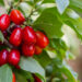 Cornelian cherry improves cardiometabolic outcomes: Study
