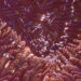 Evonik’s probiotic blend improves gluten digestion: Study