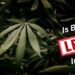 Is Bhang Legal in India? Know the Facts and Traditions– The Trost