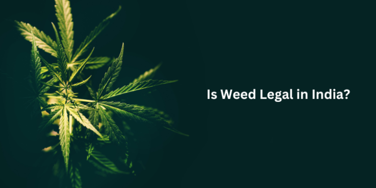 Is Weed Legal in India? Law & Future Possibilities– The Trost